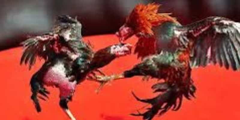 Các yếu tố thu hút người chơi đến với Đá gà thomo