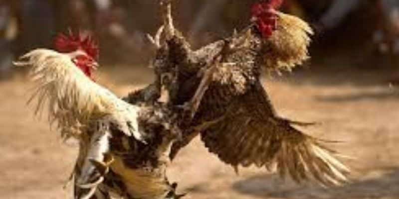 Đá gà thomo – Một thế giới đầy hấp dẫn và thách thức