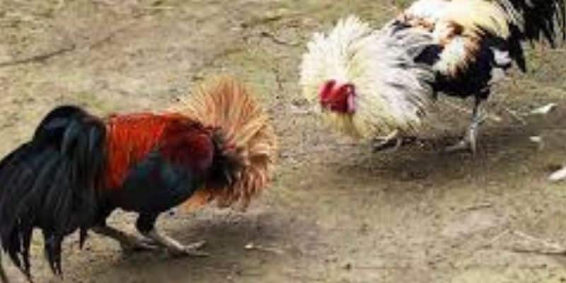 Cách nâng cao cơ hội thắng trong Đá gà thomo